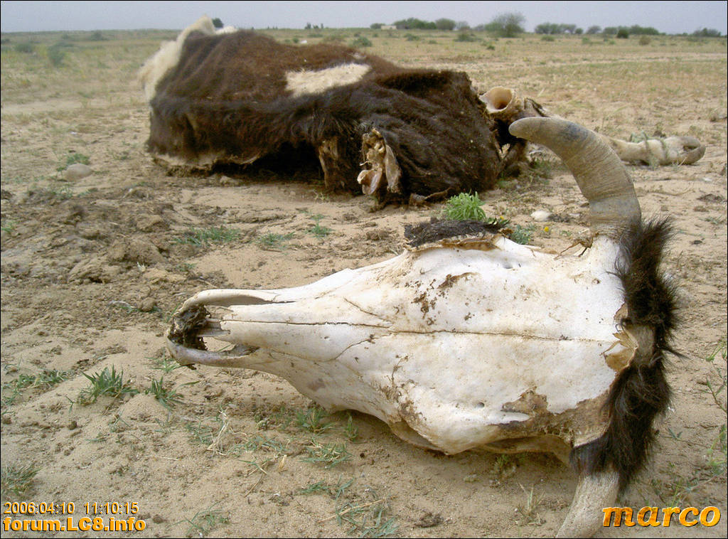 nach Gafsa - 016