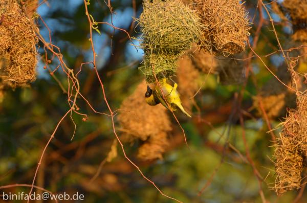 Image 11918