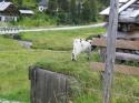 Nchstes Bild