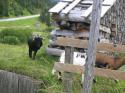 Vorheriges Bild