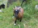 Vorheriges Bild