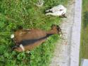 Vorheriges Bild