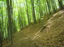 Vorheriges Bild