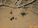 StarWars - Chott El Jerid - 082